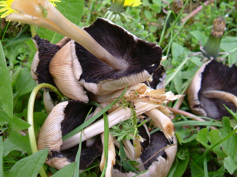 Coprinus.